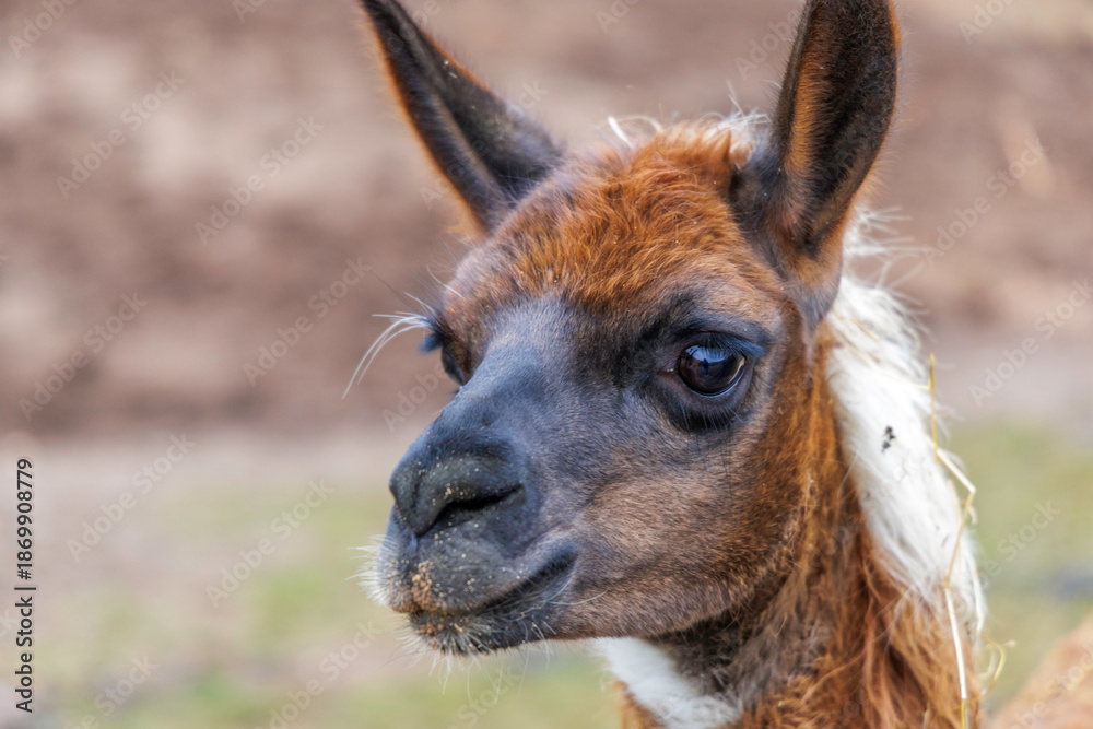 Obraz premium Detailed Llama Face with Dark Features