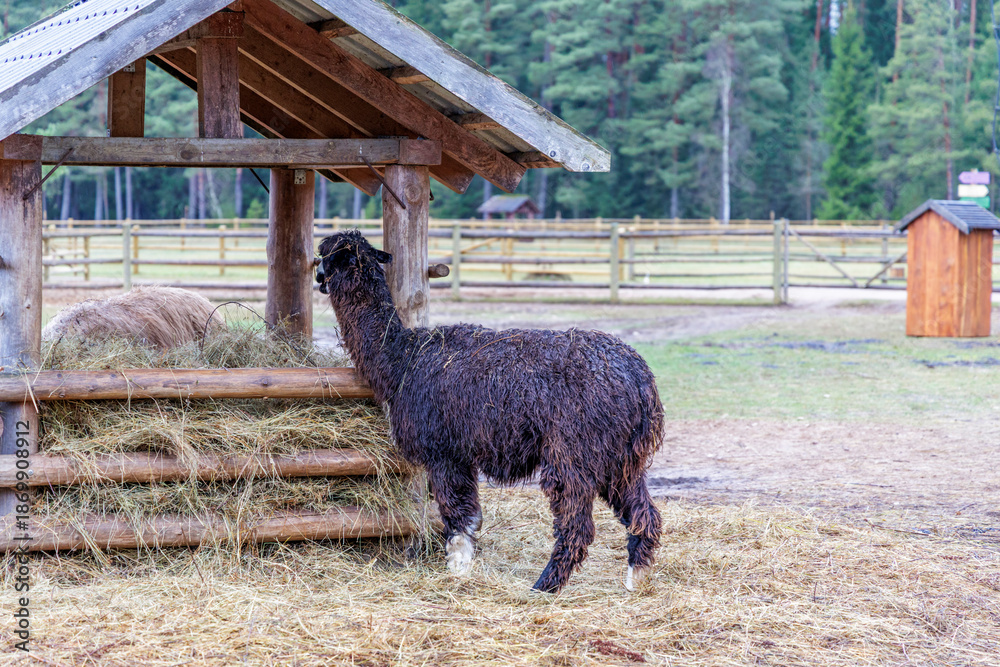 Obraz premium Dark Brown Alpaca Eating Hay from Wooden Feeder