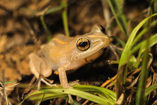 Foto Coqui Comun from Puerto Rico