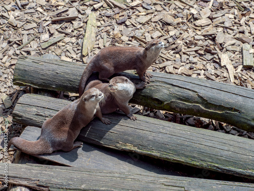 Otter family resting on wooden logs