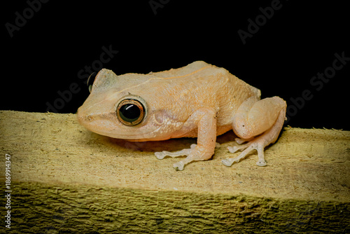 Tableau sur toile Coqui Common of Puerto Rico