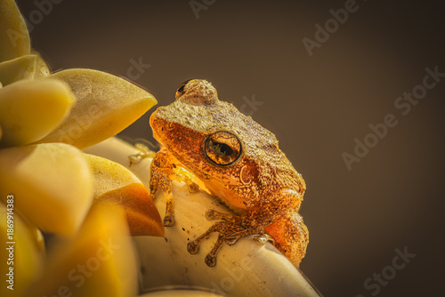 Photos Coqui of Puerto Rico