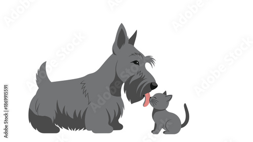 Large grey Scottish Terrier dog showing affection by licking the face of a tiny grey kitten on a clean white background.