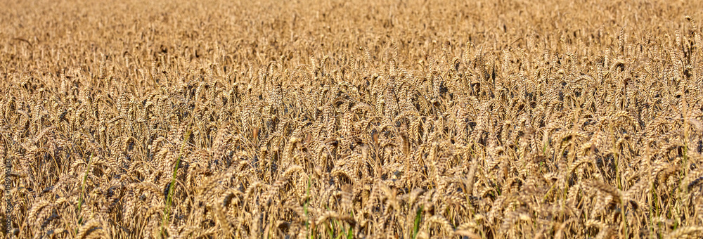 Fototapeta premium Nature, farm and field with wheat in countryside for environment, ecosystem and crops. Natural background, agriculture and meadow with barley, grain and plants for growth, sustainability or produce