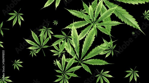 Isolated Abstract Animated Cannabis Explosion. Black background. Overlay. Loop. 30fps