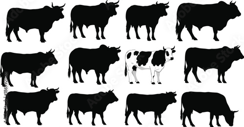  Black cow and bull silhouette collection with spotted dairy cattle standing in various poses isolated on white background for farm design.