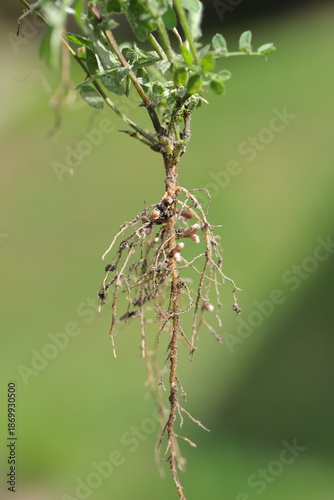Foto Root nodules on the roots of vetch, Vicia