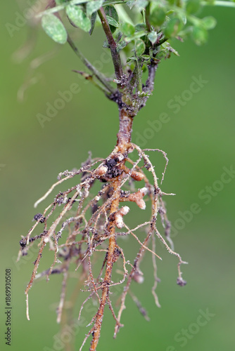 Bilde på lerret Root nodules on the roots of vetch, Vicia