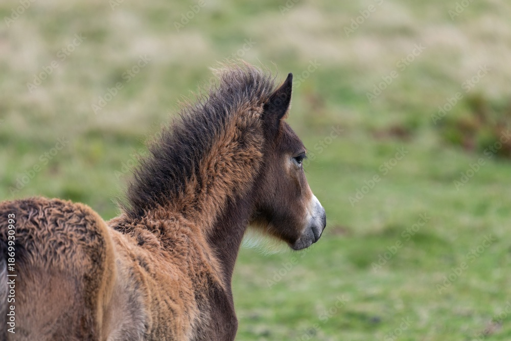 Fototapeta premium Close up of a young Exmoor pony in the wild