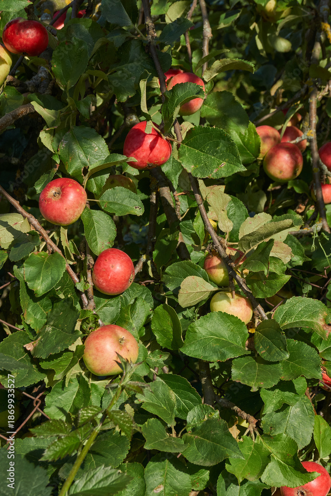 Obraz premium A detailed image of mature apples surrounded by dense green leaves. Ripe apples on a branch in a sunny orchard. Atmospheric natural photography suitable for gardening and seasonal harvest projects.