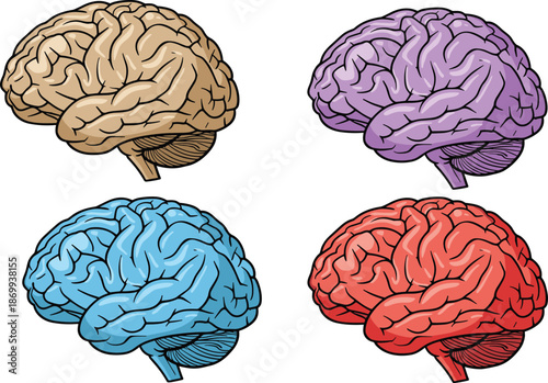 Human brain anatomy illustration set in multiple colors medical organ diagram neuroscience flat vector isolated on white background