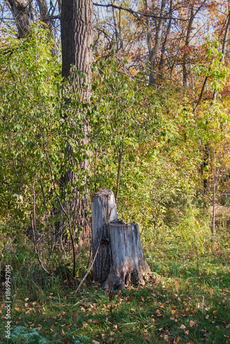 A tree stump is in the middle of a forest