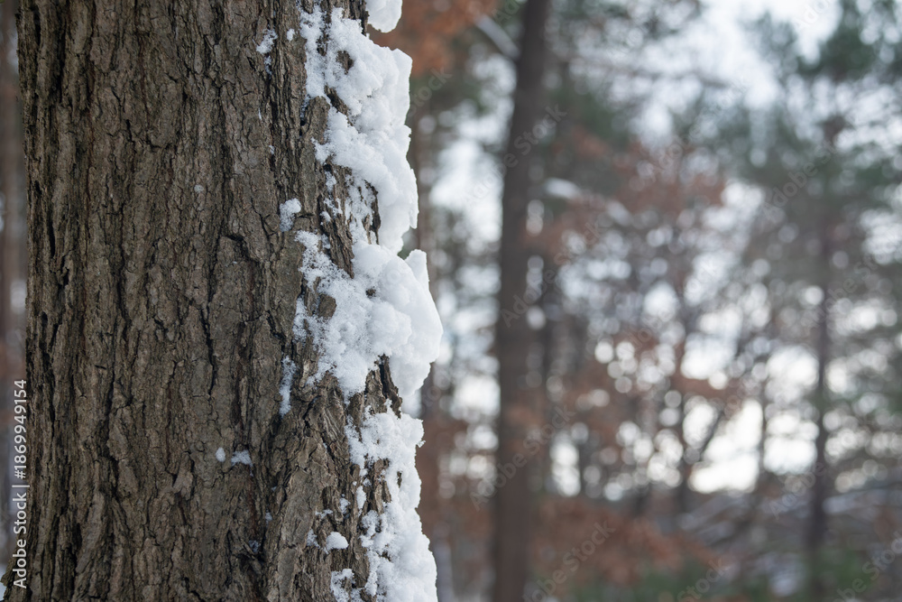 Fototapeta premium Sosna pokryta śniegiem 
