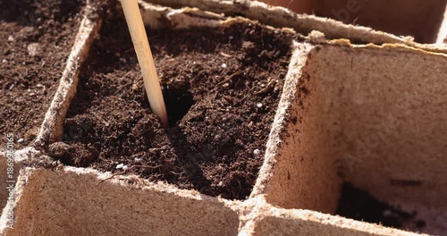 Person planting a red bean seed into the soil