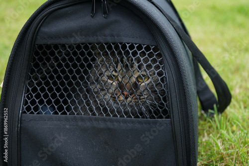 There is a carrier on the green grass, in which lies an imperturbable gray striped cat.