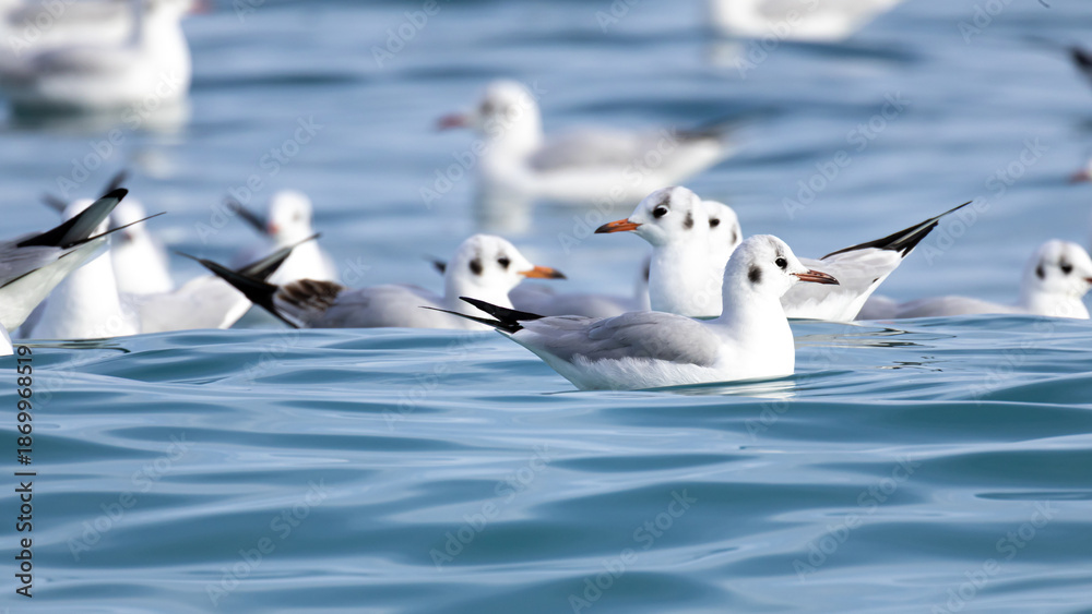 Obraz premium Black-headed Gulls (Chroicocephalus ridibundus) Floating on the Sea