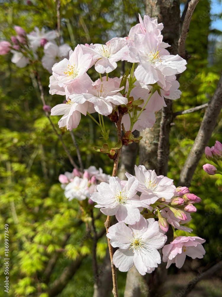 Obraz premium Spring sakura blossom Prunus serrulata Amanogawa.