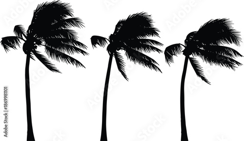 Black silhouette of three palm trees on white background silhouettes tropical