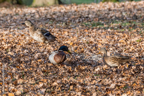 Canards colverts mâles et femelles se reposant sur le sol avec des feuilles sèches