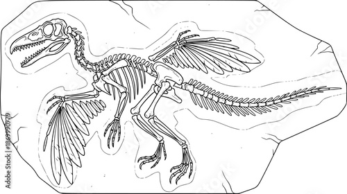 Archaeopteryx Fossil Drawing – Black and White Vector Illustration, Early Bird-Like Dinosaur, Skeletal Structure, Feathered Wings and Tail, Paleontology, Science, Line Art, Editable Vector Design.