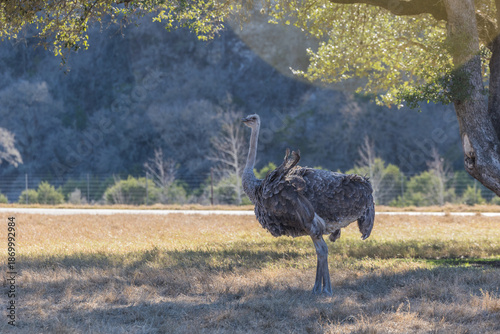 ostrich in the wild