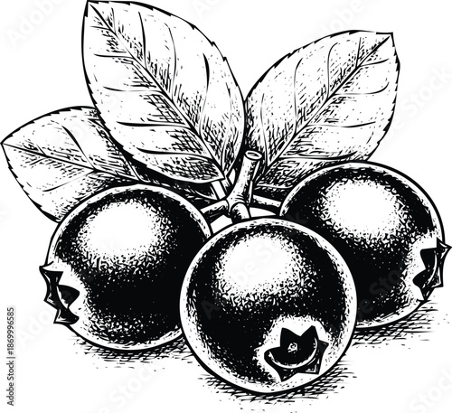 Illustration of three oranges with leaves Vector