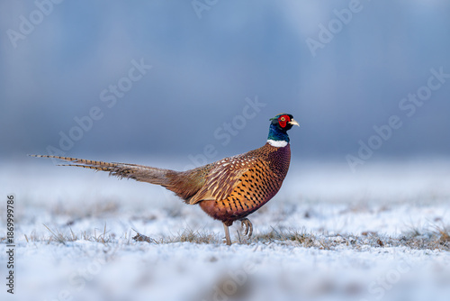 Ringneck Pheasant (Phasianus colchicus) male close up © Piotr Krzeslak
