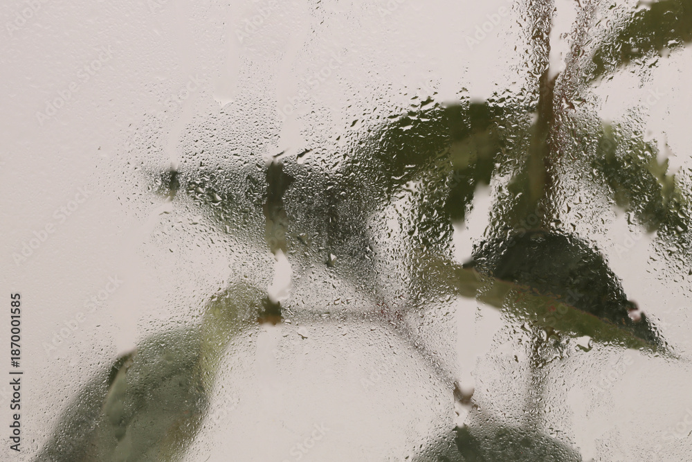 Fototapeta premium Smoke selected Soft focus green Leaf twig through glass with wet water drops. Abstract natural blur background.