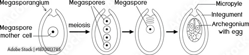 Coloring page with formation of the female gametophyte in spruce. Sexual process in spruce from the microspore mother cell to the female gametophyte with two archegonia.