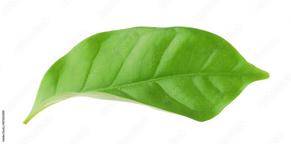 Fototapeta premium One green cocoa leaf isolated on white
