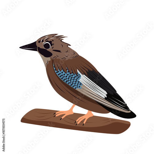 Eurasian jay vector illustration. Forest bird perched on branch, detailed colorful plumage with blue wing feathers. Isolated on white background, wildlife, nature and birdwatching concept.