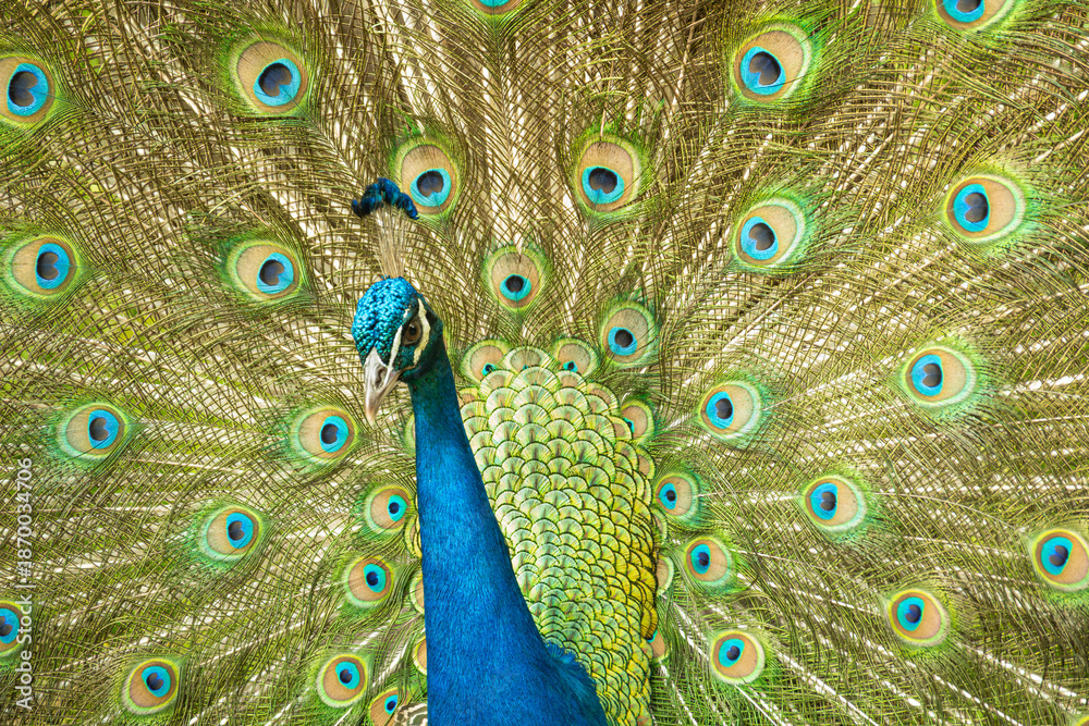 Obraz premium Peacock, details of a magnificent peacock and its colors in a garden in Brazil, selective focus.