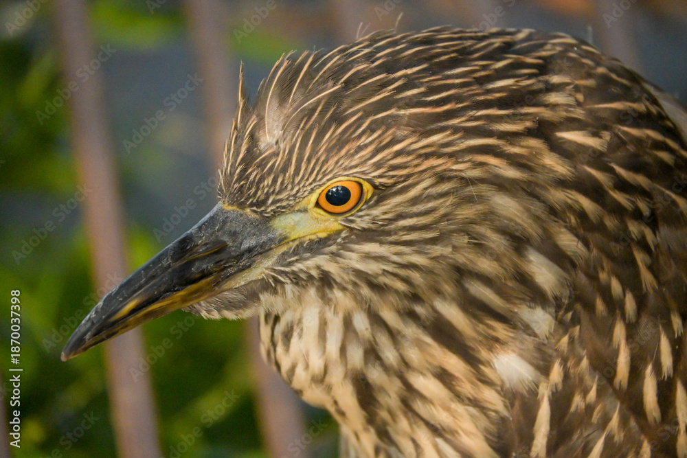 Fototapeta premium Black-crowned Night Heron (Nycticorax), details of a magnificent Black-crowned Night Heron and its colors in a lake in Brazil, selective focus.