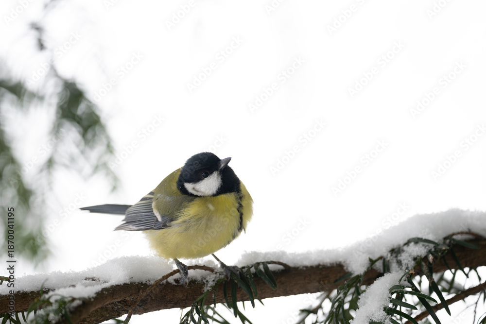 Obraz premium small european bird perched on a snowy pine branch in winter close up outdoors
