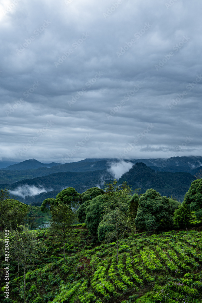 Obraz premium green tea plantation