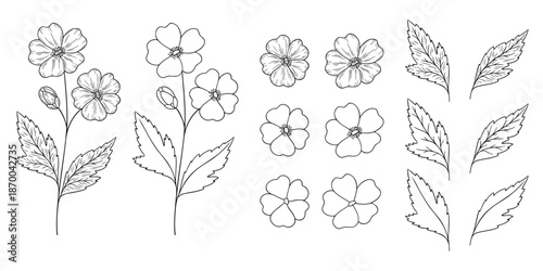 Hawthorn - may birth month flower, line art vector set in monochrome style. Hand drawn botanical illustration. Floral sketch expressing individuality, minimalism and tattoo design concepts.