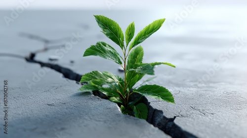 Green Plant Growing Through Crack in Concrete