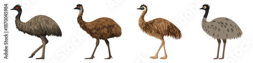 emu bird flightless large tall wildlife Flat Vector Illustration on Transparent Background