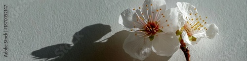 White cherry blossom flower with shadow on light background  