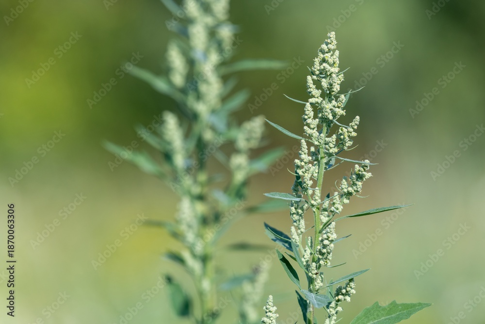 custom made wallpaper toronto digitalClose up of a fat hen (chenopodium album) plant