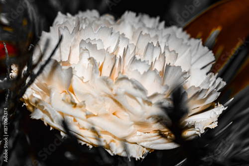 Macro of white flower