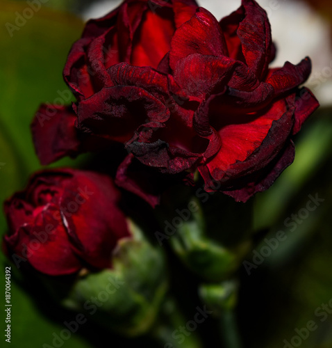 red rose bud