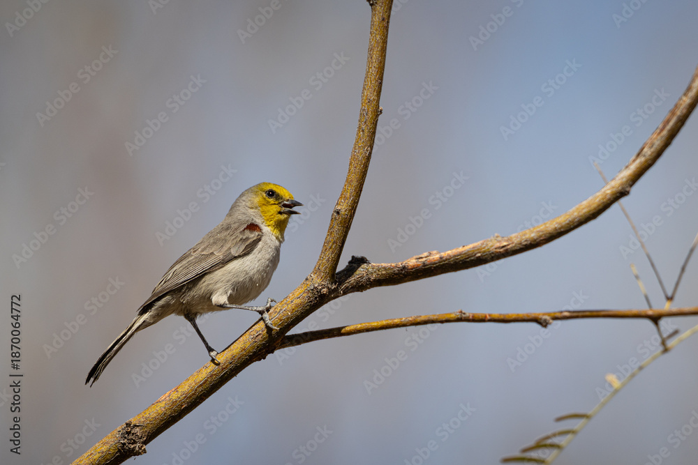 Fototapeta premium A Verdin (Auriparus flaviceps) in a desert shrub near Tucson, Arizona, USA.