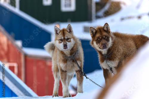 Huskies in Greenland