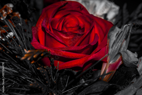 red rose on black and white background