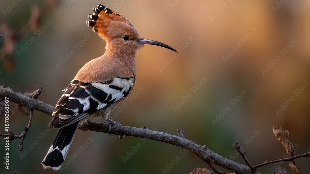 Fototapeta premium Profile of a hoopoe displaying its crest on a sunlit forest edge