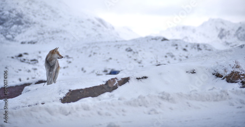 Husky in winter landscape in Greenland