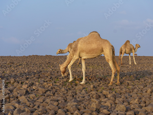 camels in saudi arabian landscape 