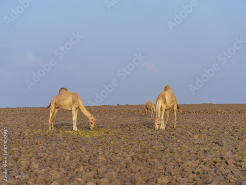 camels in saudi arabian landscape 