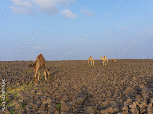 camels in saudi arabian landscape 